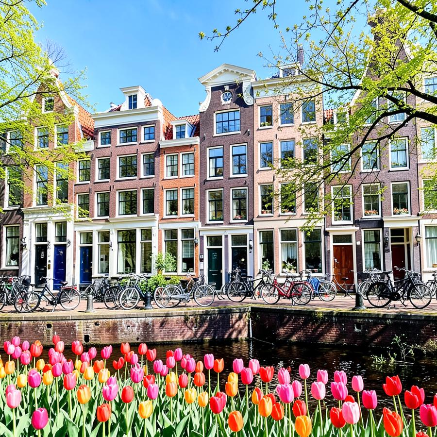 Amsterdam Tulips
